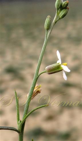  Inflorescence